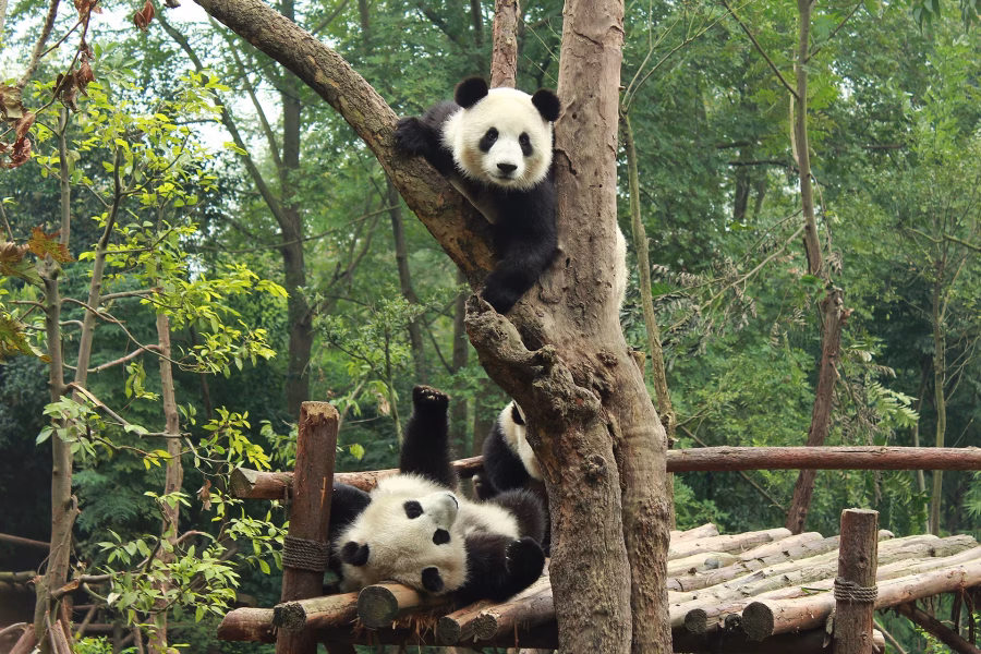 13-Day Authentic Panda & Natural Wonders China Tour: Beijing, Xi’an, Chengdu, Zhangjiajie & Shanghai